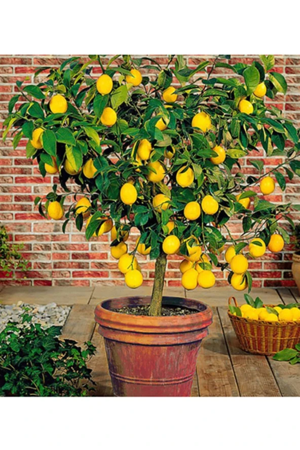 Bodur Limon Ağacı 5 Adet Doğal Tohum