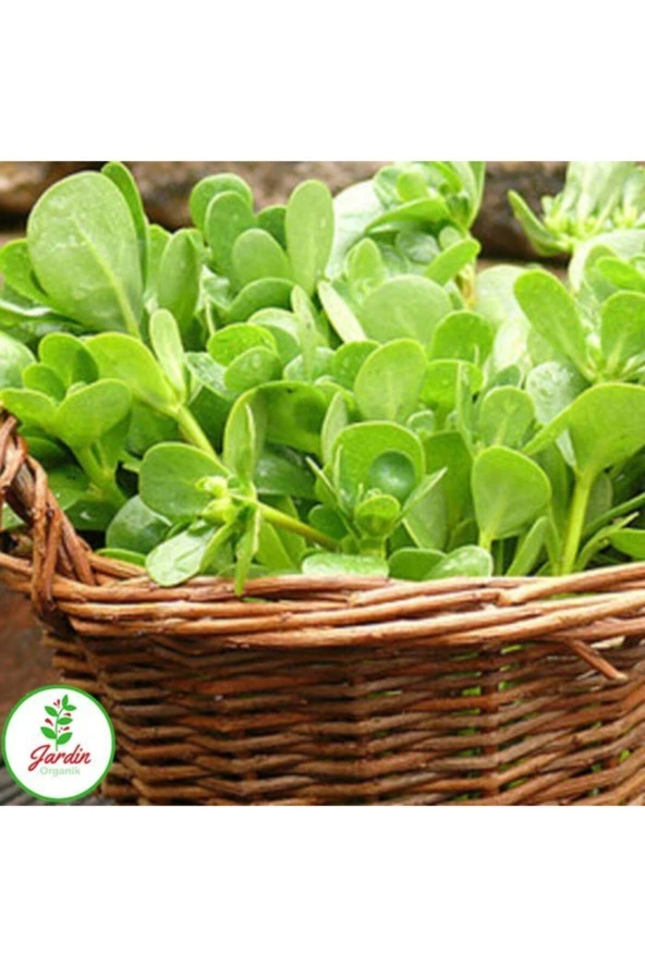 Semizotu Tohumu 500+ Adet Ev Saksı Ve Bahçe Için Ideal Ilaçsız Doğal Tohum ürün görseli 1