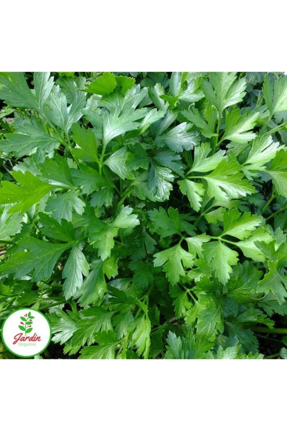 Maydanoz Tohumu 500+ Adet Geniş Yaprak Saksı Ve Bahçe Için Uygun Doğal Tohum ürün görseli