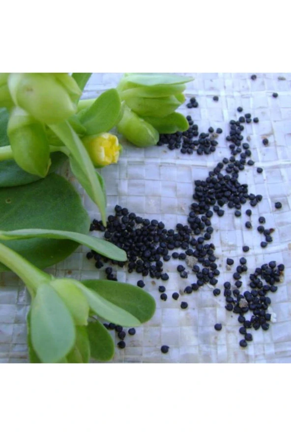 Semizotu Tohumu 500+ Adet Ev Saksı Ve Bahçe Için Ideal Ilaçsız Doğal Tohum - Resim 2