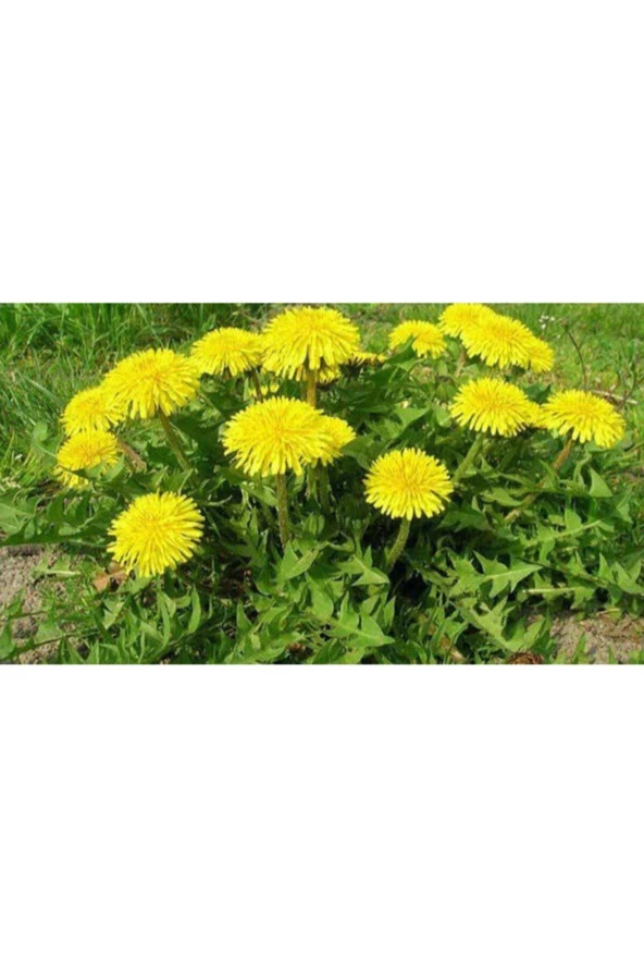 Organik Yediveren Hindiba Tohumu 1000 Adet ürün görseli