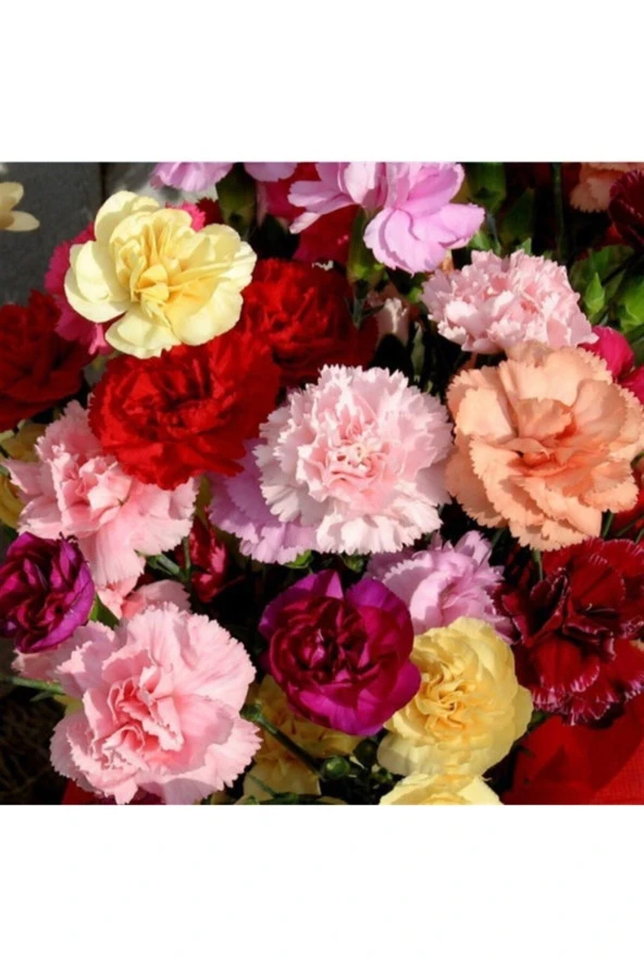 100 Adet Karışık Renkli Karanfil Çiçeği Tohumu ürün görseli