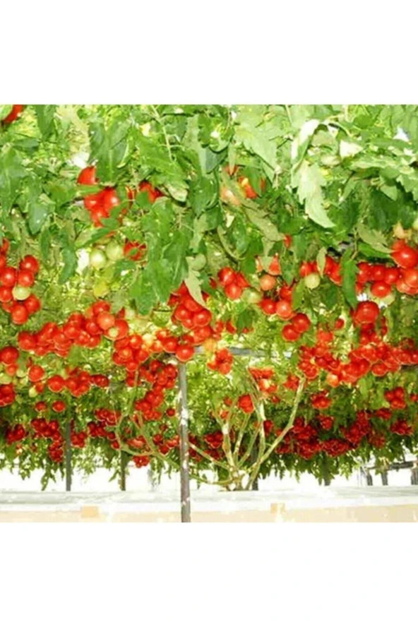 50 Adet Nadir Domates Ağacı Tohumu ürün görseli