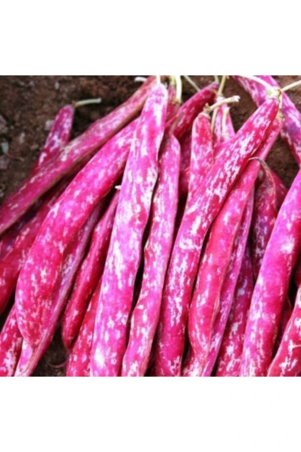 Yediveren Sırık Barbunya Tohumu 100 Adet ürün görseli