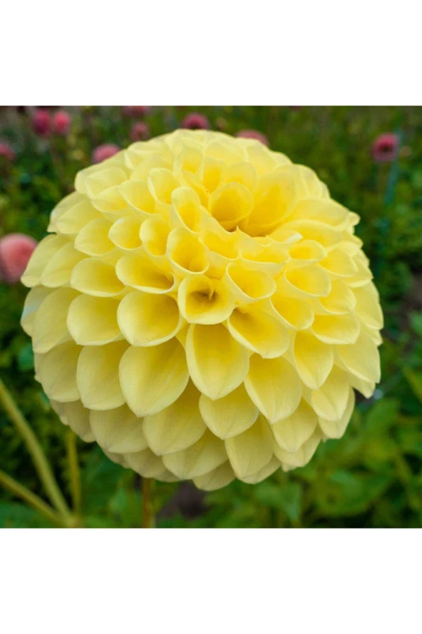 20 Adet Sarı Dahlia Çiçeği Tohumu ürün görseli