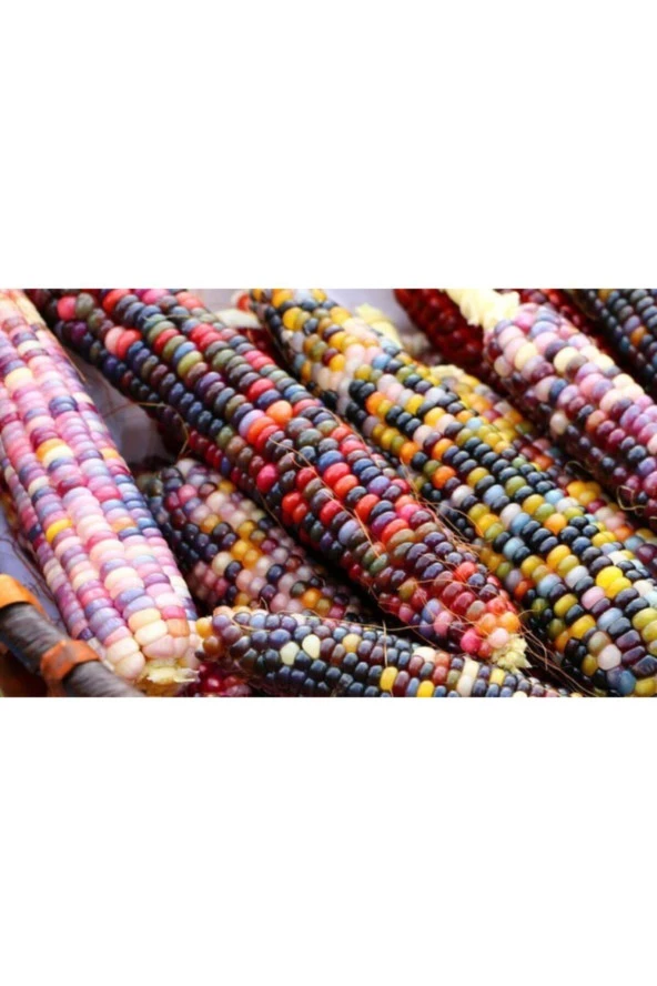 Karışık Renkli Mısır Tohumu 10 Adet ürün görseli