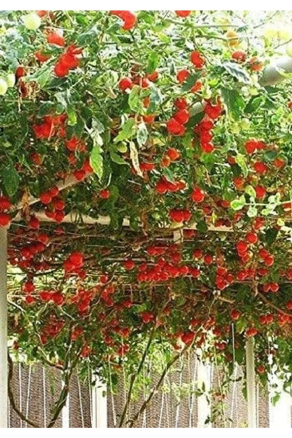 50 Adet Nadir Domates Ağacı Tohumu - Resim 2