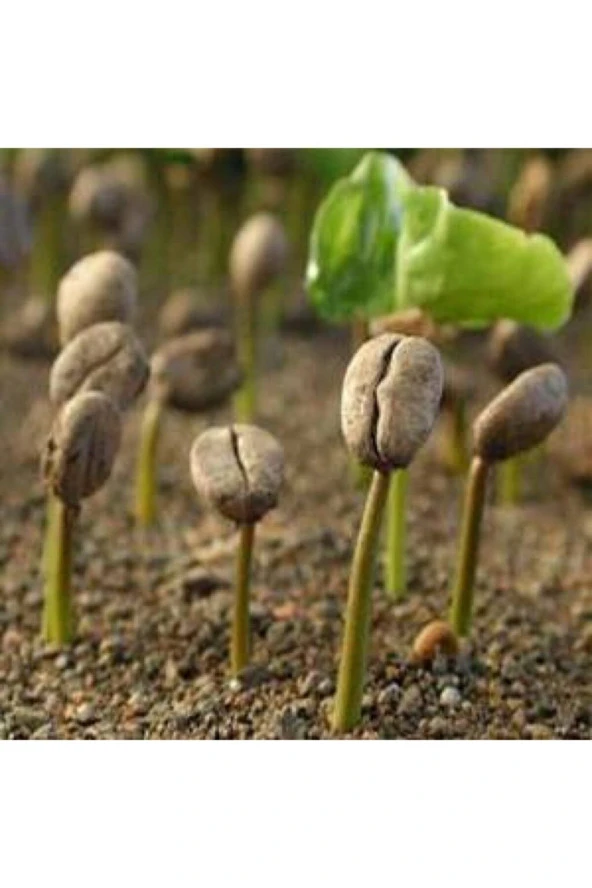 10 Adet Saksılık Kahve Ağacı Tohumu