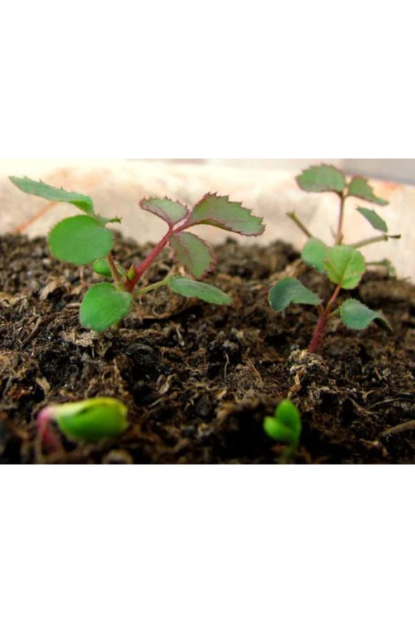 5 Adet Beyaz Sarmaşık Gül Tohumu - Resim 2