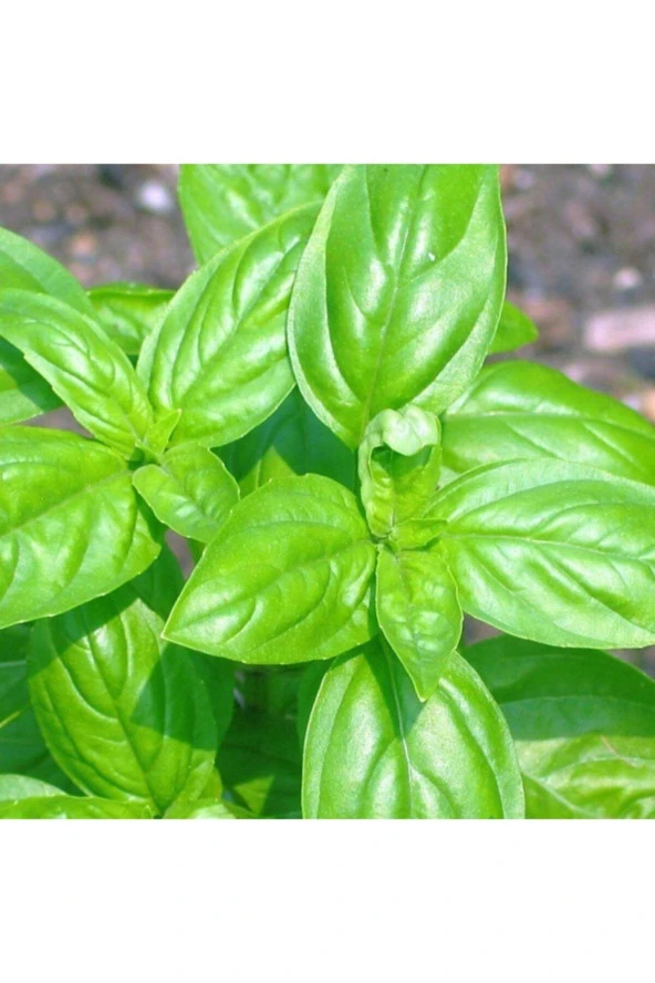 Yeşil Reyhan/fesleğen Tohumu 100 Adet ürün görseli 1