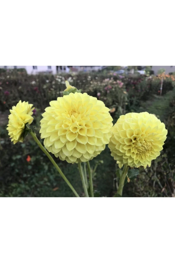 20 Adet Sarı Dahlia Çiçeği Tohumu - Resim 2