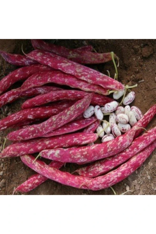 Yediveren Sırık Barbunya Tohumu 50 Adet - Resim 2