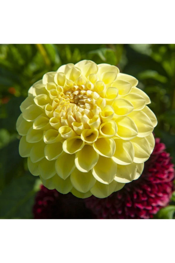 20 Adet Sarı Dahlia Çiçeği Tohumu - Resim 3