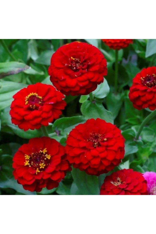 Kırmızı Renk Zinnia Çiçeği Tohumu ürün görseli
