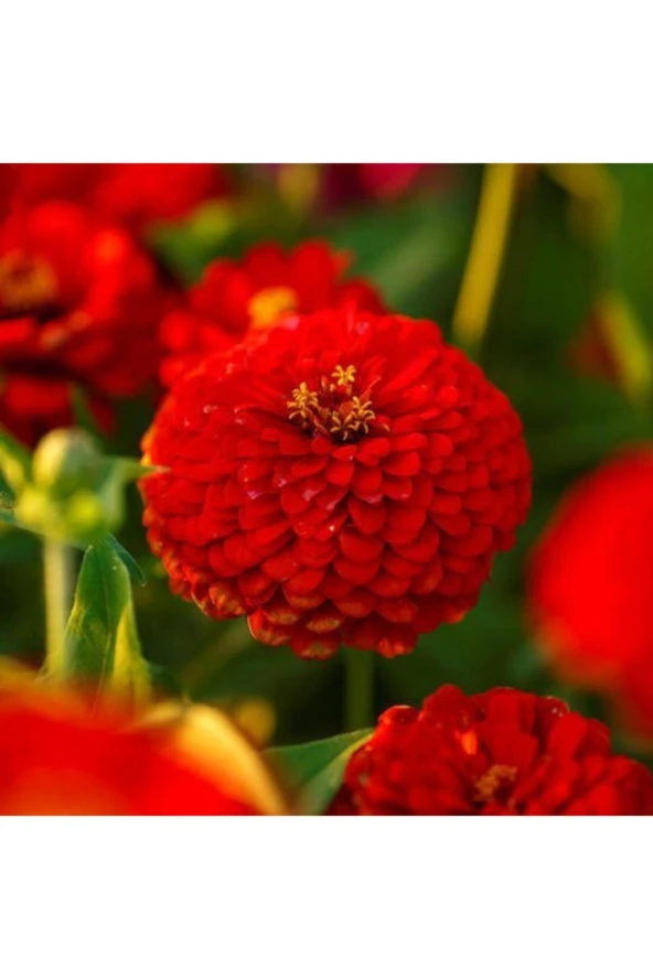 Kırmızı Renk Zinnia Çiçeği Tohumu - Resim 2