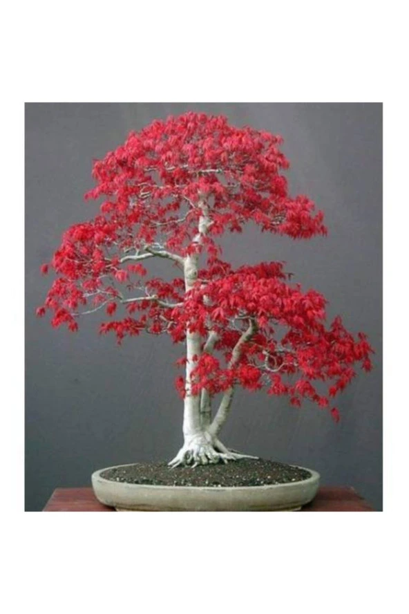 Acer Rubrum Bonsai Ekim Tohumu