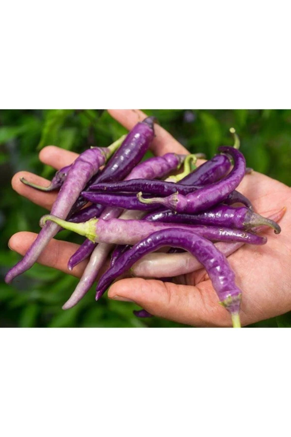 Buena Mulata Acı Biber Tohumu ürün görseli