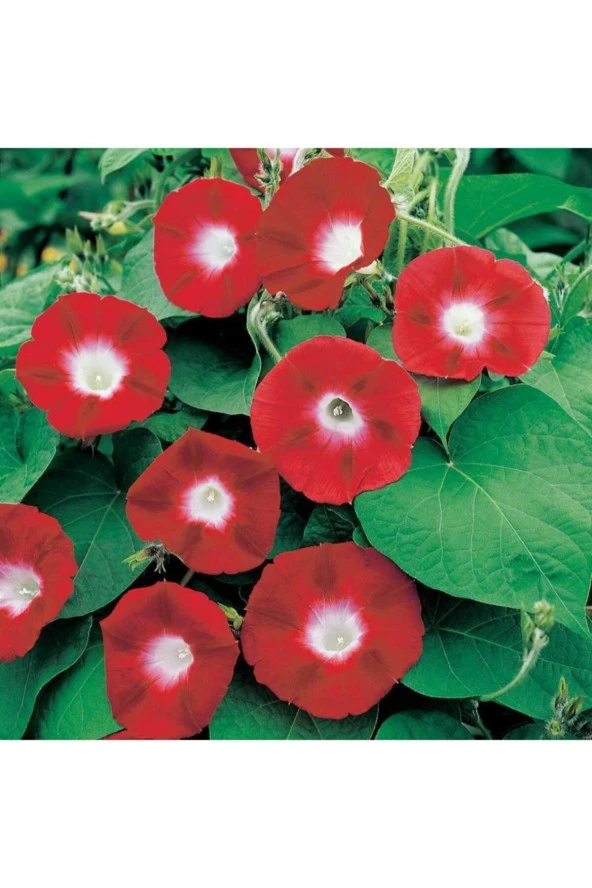 Kırmızı Sarmaşık Çiçeği (gündüz Sefası) (10 Tohum) ürün görseli
