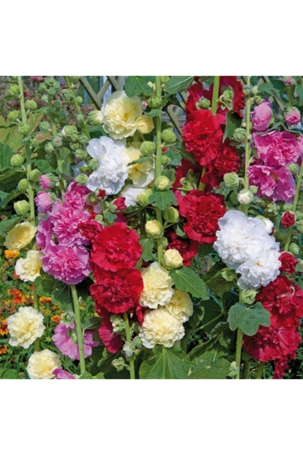 Karışık Renkli Katmerli Gül Hatmi Çiçeği Tohumu (30 Tohum) ürün görseli 1
