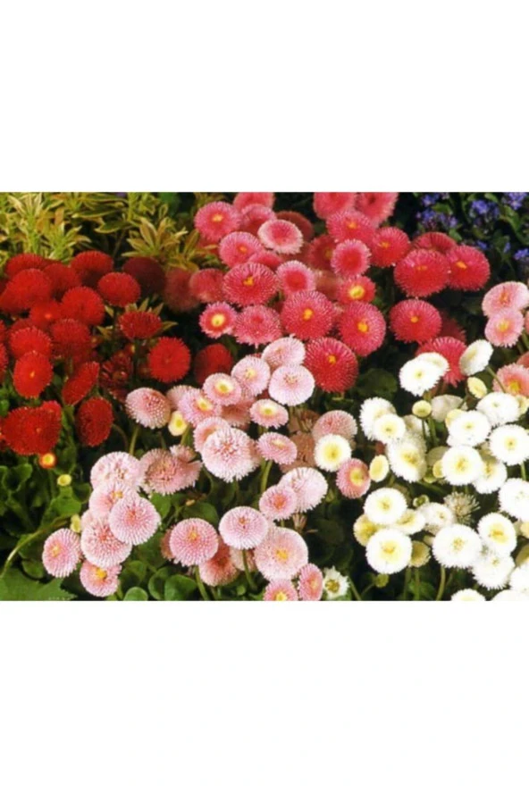 Karışık Renkli Şeker Tabağı Çiçeği Tohumu (50 Tohum) ürün görseli