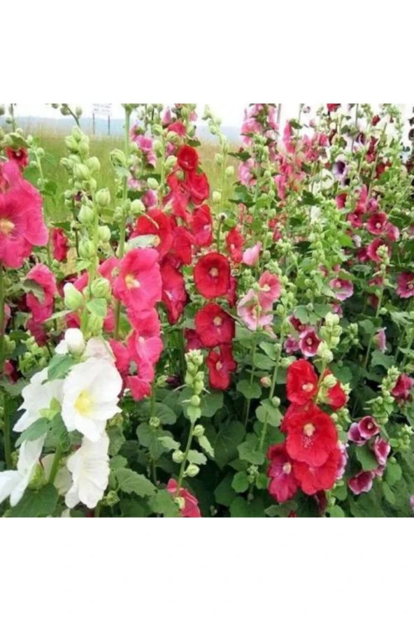 Karışık Renkli Gül Hatmi Çiçeği Tohumu (30 Tohum) ürün görseli
