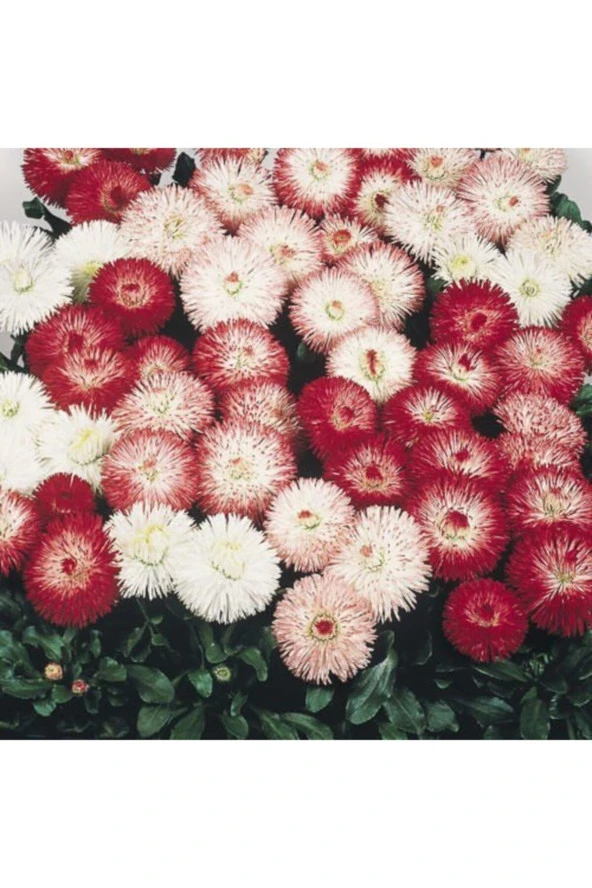 Karışık Renkli Şeker Tabağı Çiçeği Tohumu (50 Tohum) - Resim 2