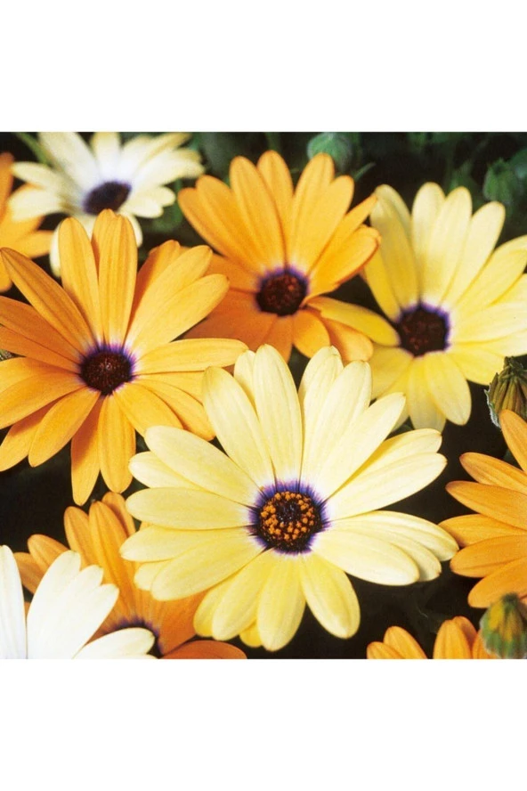 Sarı Renkli Afrika Papatyası Tohumu 20 Tohum ürün görseli