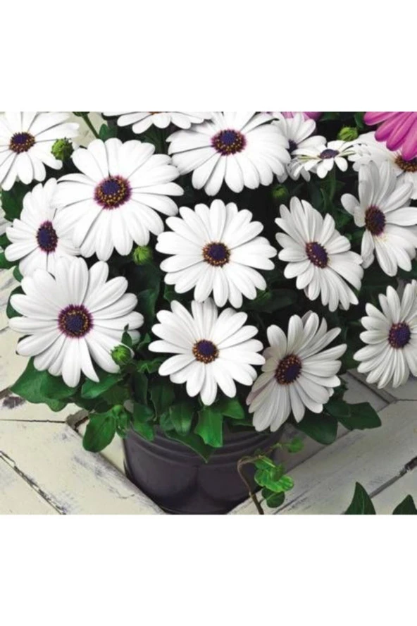 Beyaz Renkli Afrika Papatyası Tohumu (20 Tohum) ürün görseli