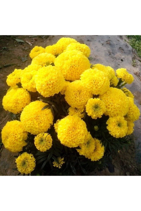 Sarı Renkli Kadife Çiçeği Tohumu (50 Tohum) ürün görseli