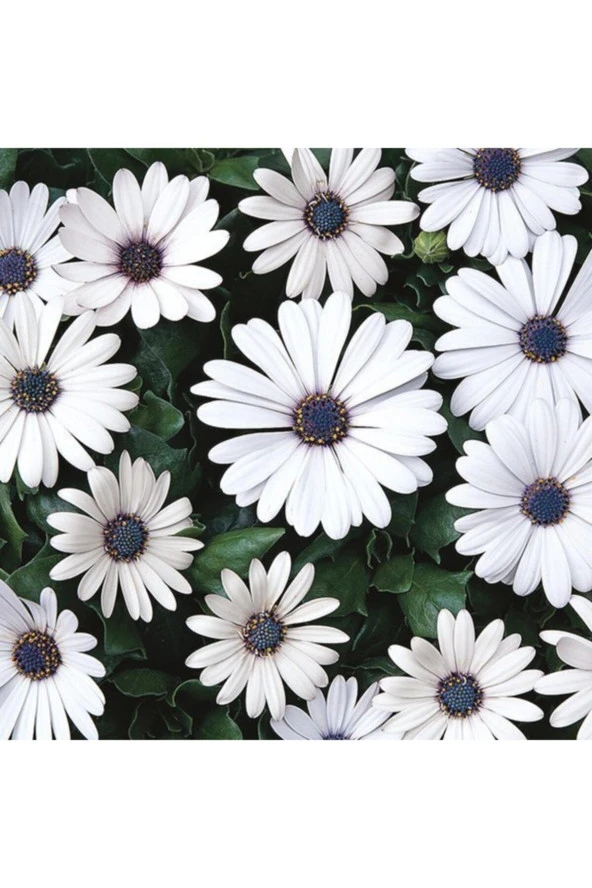 Beyaz Renkli Afrika Papatyası Tohumu (20 Tohum) - Resim 2