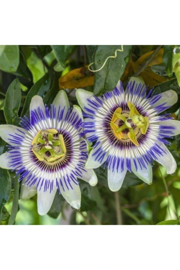Sarı Passiflora Meyvesi (çarkıfelek) Tohumu (5 Tohum) - Resim 2