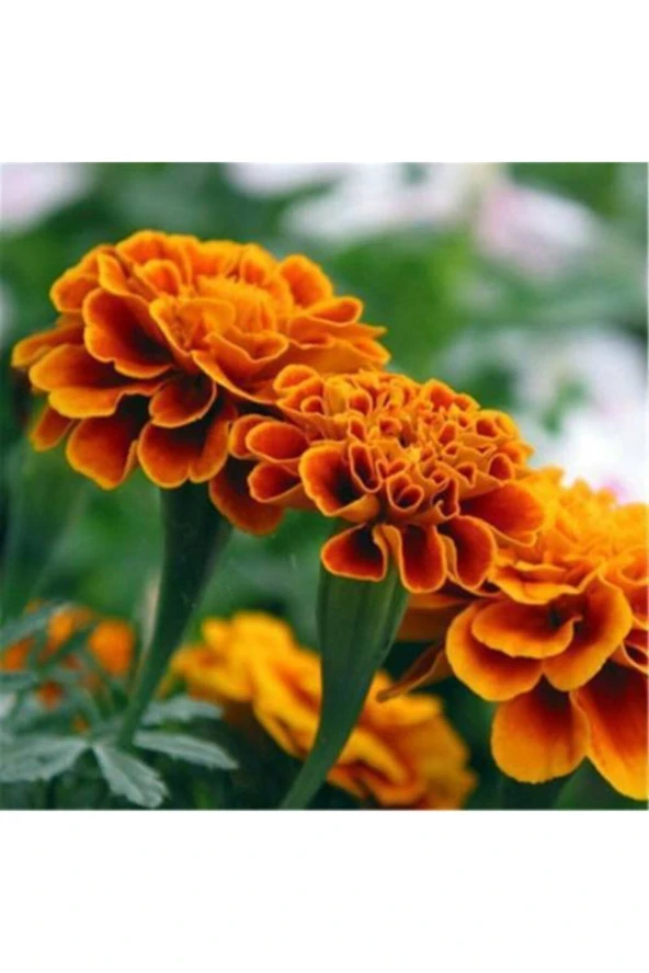 Karagöz Kadife Çiçeği Tohumu (50 Tohum) ürün görseli