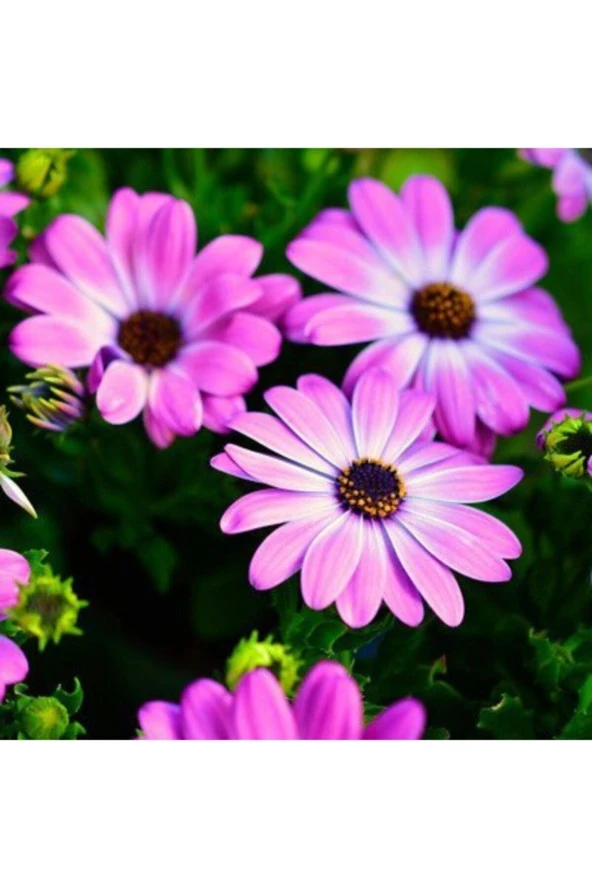 Pembe Renkli Afrika Papatyası Tohumu 20 Tohum ürün görseli