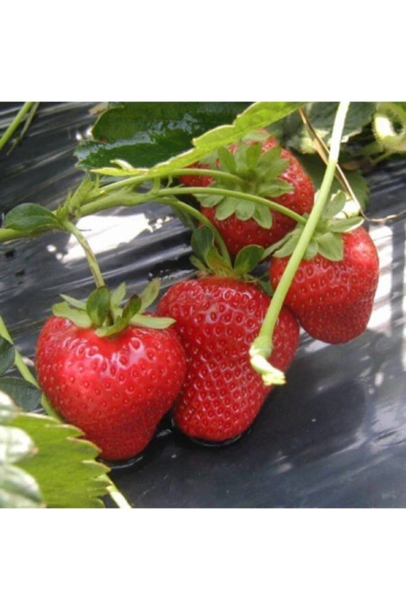 Albion Çilek Tohumu (100 Tohum)