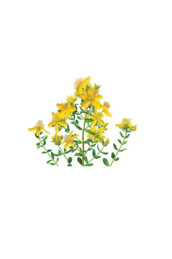 Sarı Kantoron Çiçeği Tohumu 10 Adet ürün görseli