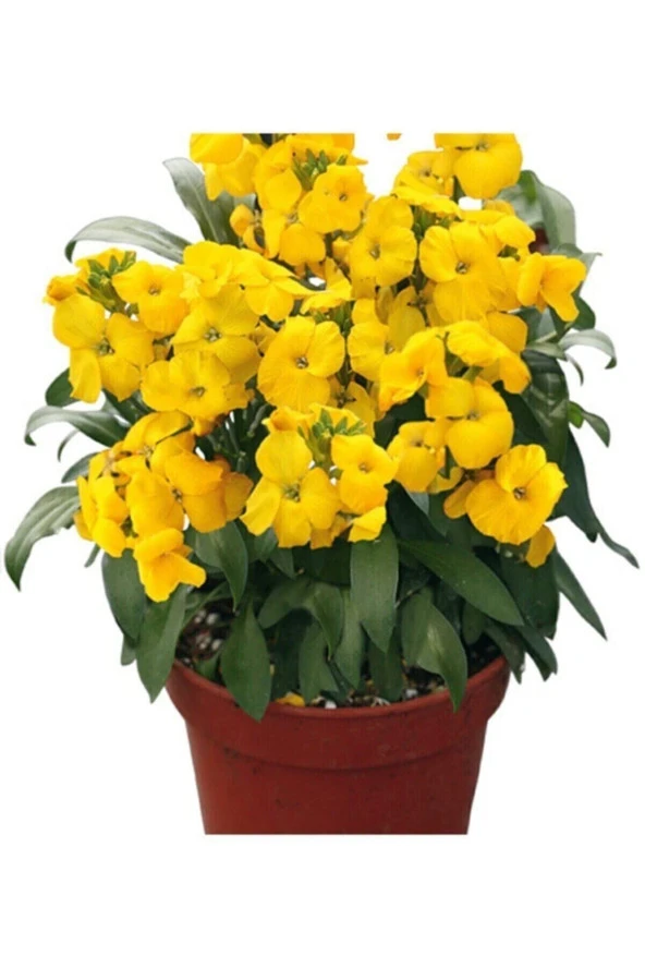 Tohumculuk Sarı Şebboy Çiçeği Ekim Seti Saksı Toprak Çiçek Tohumu Kombin ürün görseli 1