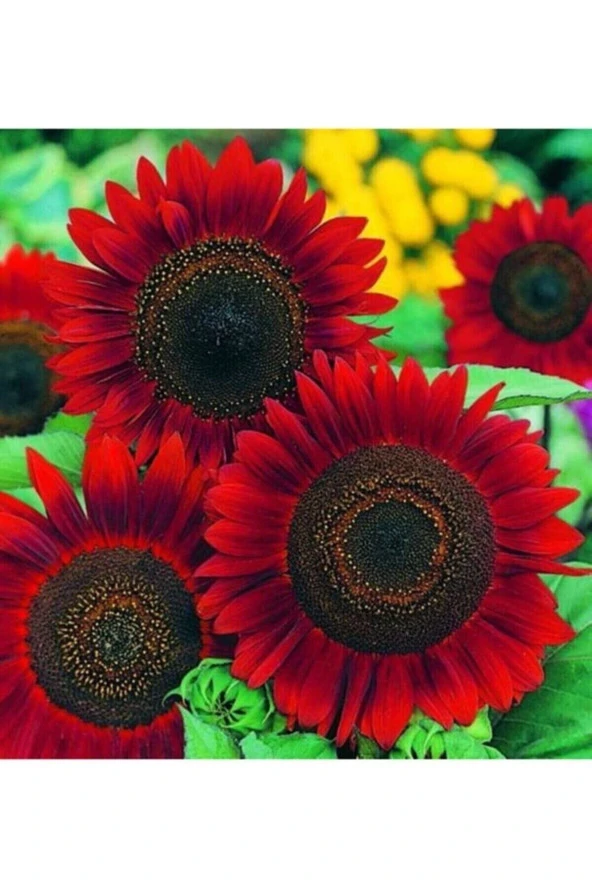 Tohumculuk Alev Kırmızı Ayçiçeği (red Sunflower) Tohumu 5 Adet