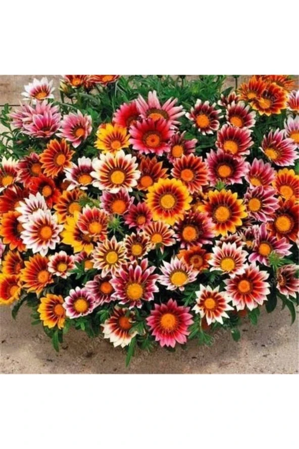 Tohumculuk Meramlı Kız Çiçeği (gazanıa) 20 Adet ürün görseli