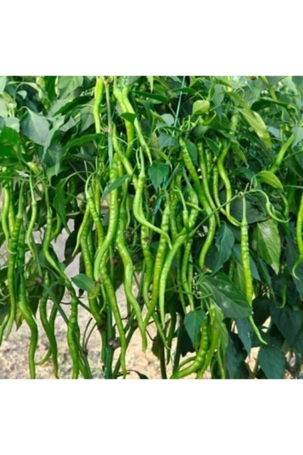 Tohumculuk 1000 Adet Yediveren Tatlı Kıl Biber Tohumu ürün görseli