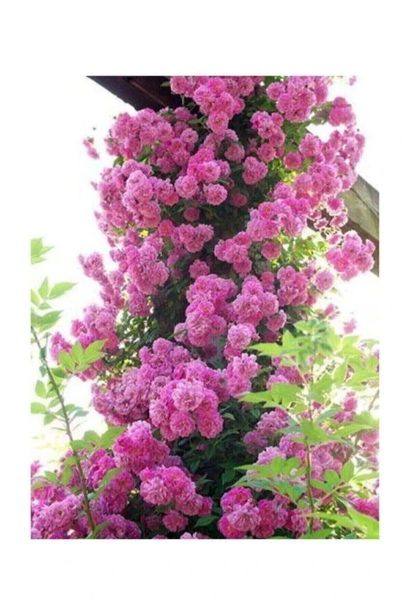 Tohumculuk Pembe Sarmaşık Gül Tohumu 5 Adet ürün görseli