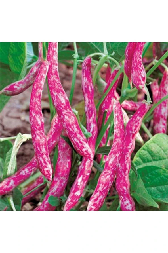 Tohumculuk Yediveren Sırık Barbunya Tohumu 100 Adet ürün görseli