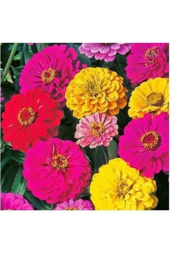 Tohumculuk 10 Adet Beybeğendi Çiçeği Tohumu ürün görseli