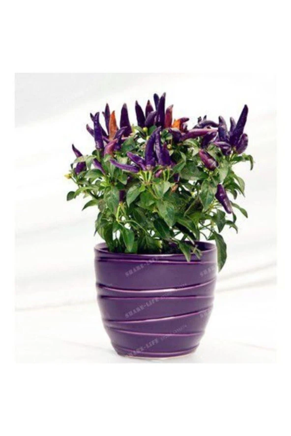 Merve Tohum Nadir Ithal Acı Mor Süs Biberi Tohumu Ekim Seti 5 Tohum Biber Tohumu Saksı Toprak Kombin ürün görseli