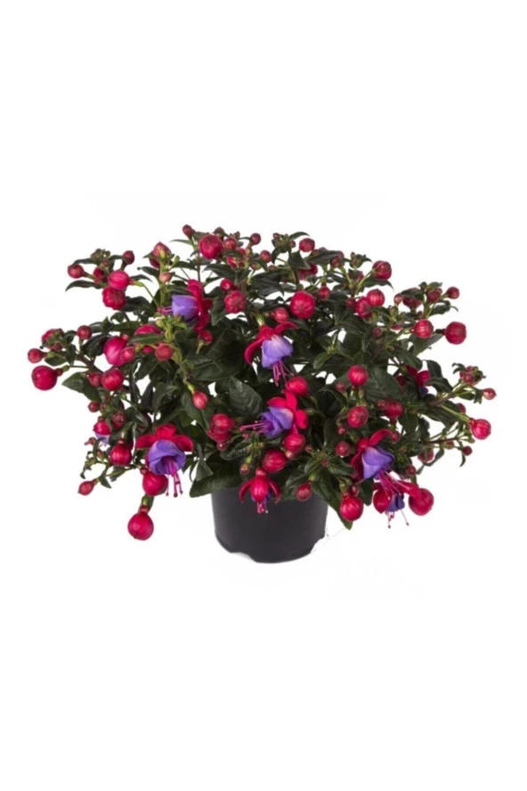 Tohumculuk Mor Küpeli Çiçeği Ekim Seti Saksı Toprak 5 Adet Tohum Kombin - Resim 2