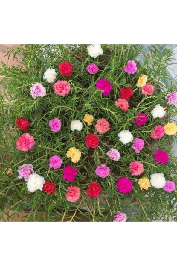 Tohumculuk Karışık Ipek Şellaki Çiçeği Tohumu 5 Adet Tohum Kedi Tırnağı Çiçek Tohumu ürün görseli 1