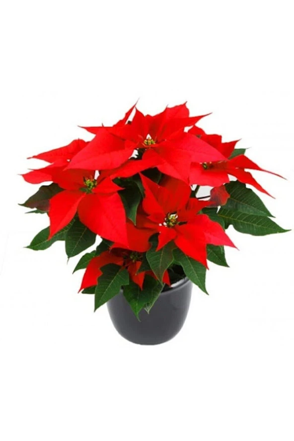 Tohumculuk Atatürk Çiçeği Tohumu 10 Adet Tohum ürün görseli