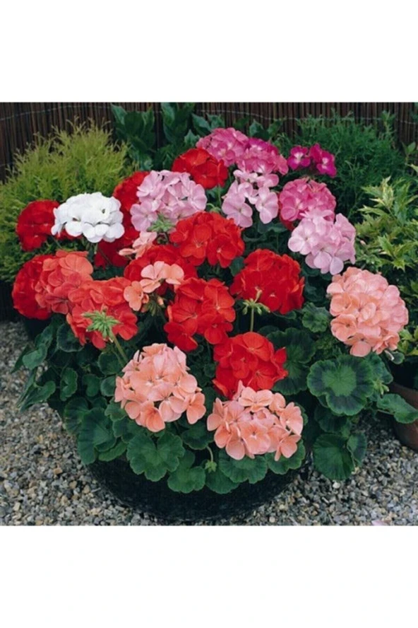 Tohumculuk Sardunya Karışık Renk Tohum 5 Adet ürün görseli