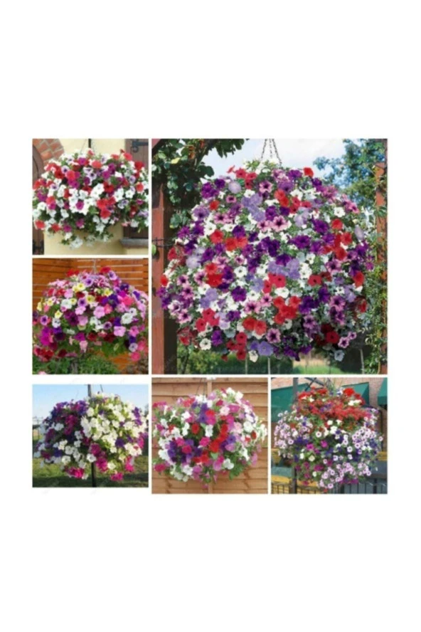 Tohumculuk Karışık Petunya Çiçeği Tohumu 25 Adet Tohum Çiçek Tohumu ürün görseli