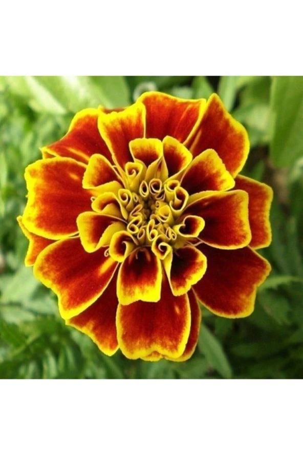 Tohumculuk Kadife Çiçeği Tohumu 15 Adet Tohum Kadife Çiçek Tohumu ürün görseli