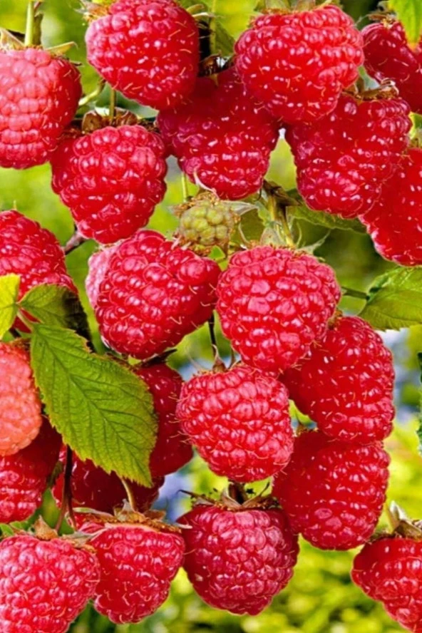 Tohumculuk Frambuaz, Kırmızı Ahududu Tohumu / 5 Adet Tohum ürün görseli